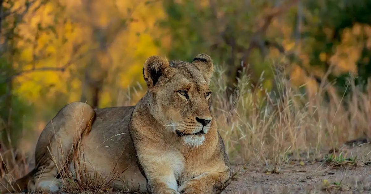 Pourquoi le parc national du Serengeti est-il si célèbre ?