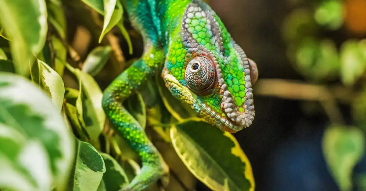 Pourquoi les caméléons changent-ils de couleur ? Découvrez !