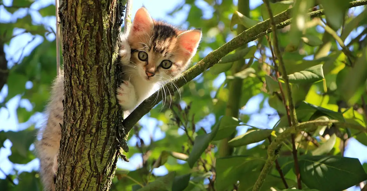 Pourquoi les chats sont-ils si doués en escalade ?