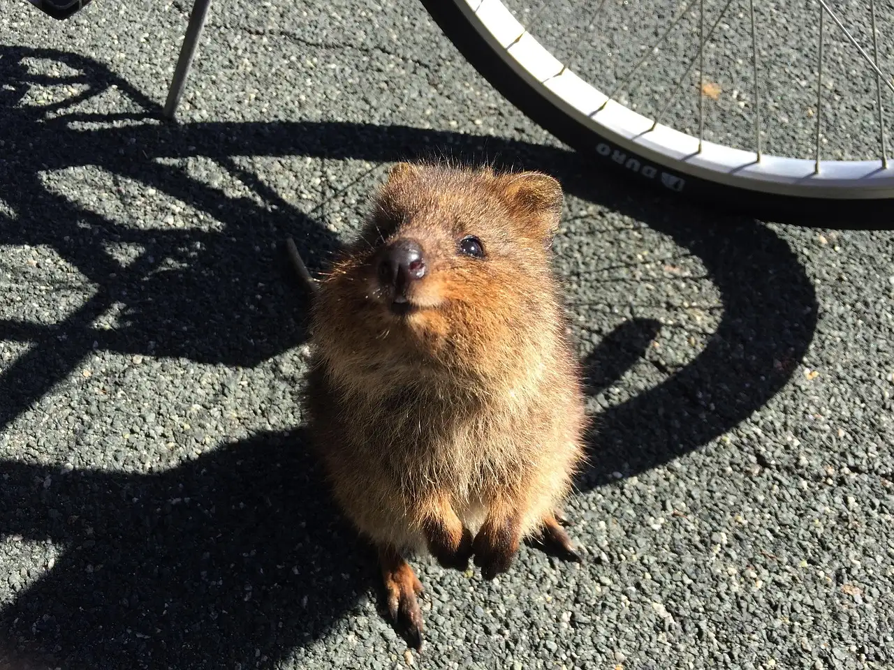 Pourquoi les quokkas sont-ils emblématiques de Rottnest ?