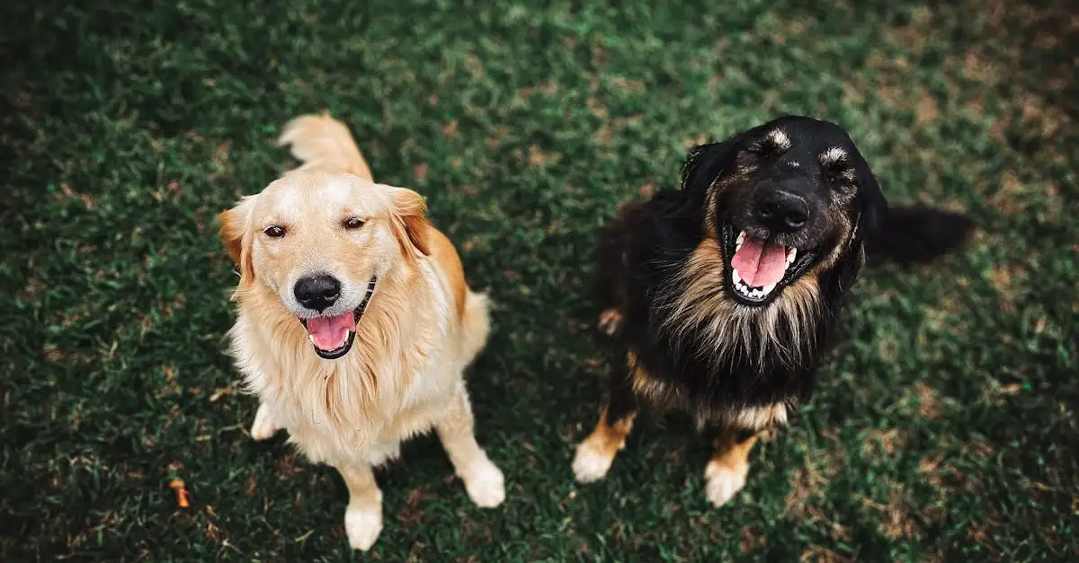 Pourquoi un chien remue-t-il la queue ? Découvrez la signification !