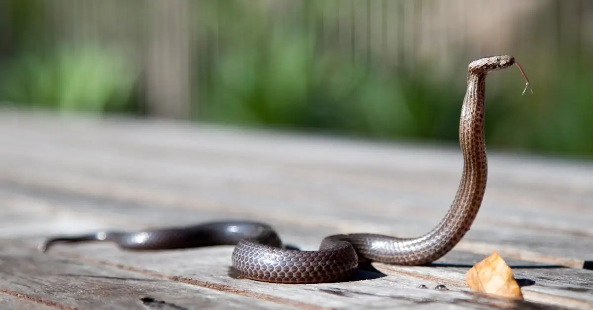 Quel est le plus grand reptile venimeux au monde ?