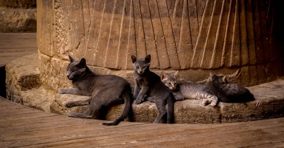 Quel était le rôle des chats dans l'Égypte ancienne ?