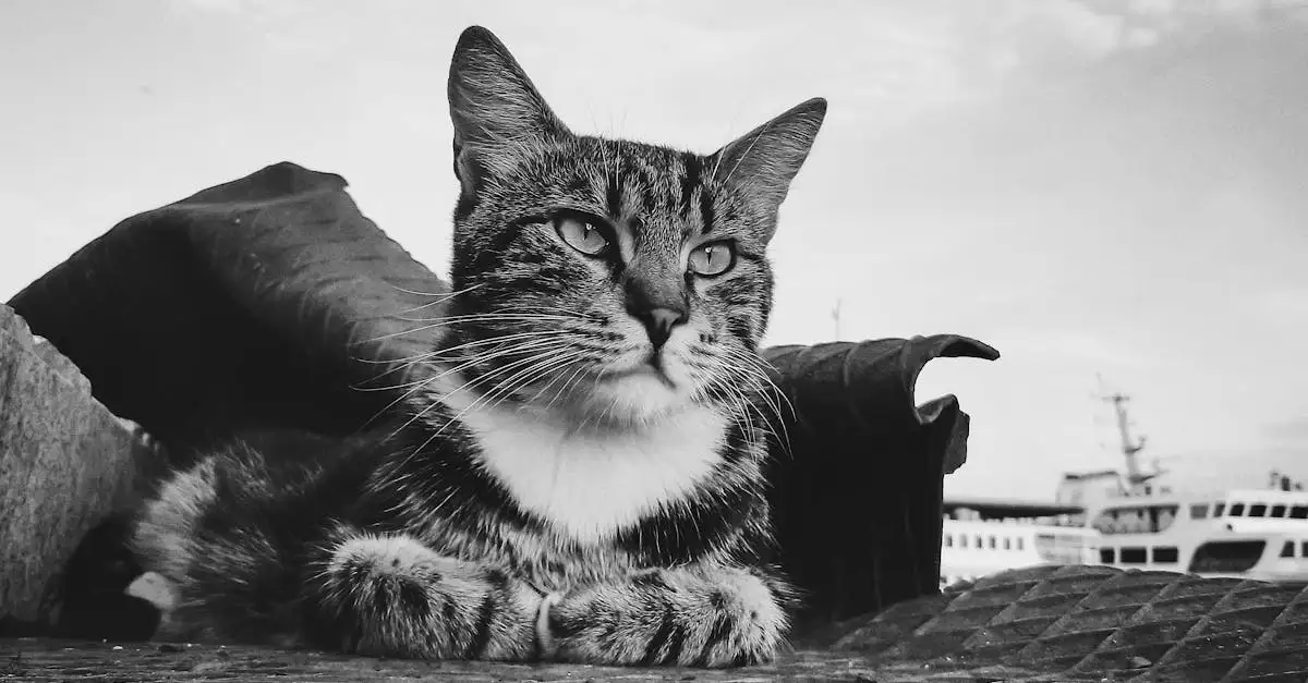 Quel rôle jouaient les chats sur les navires médiévaux ?