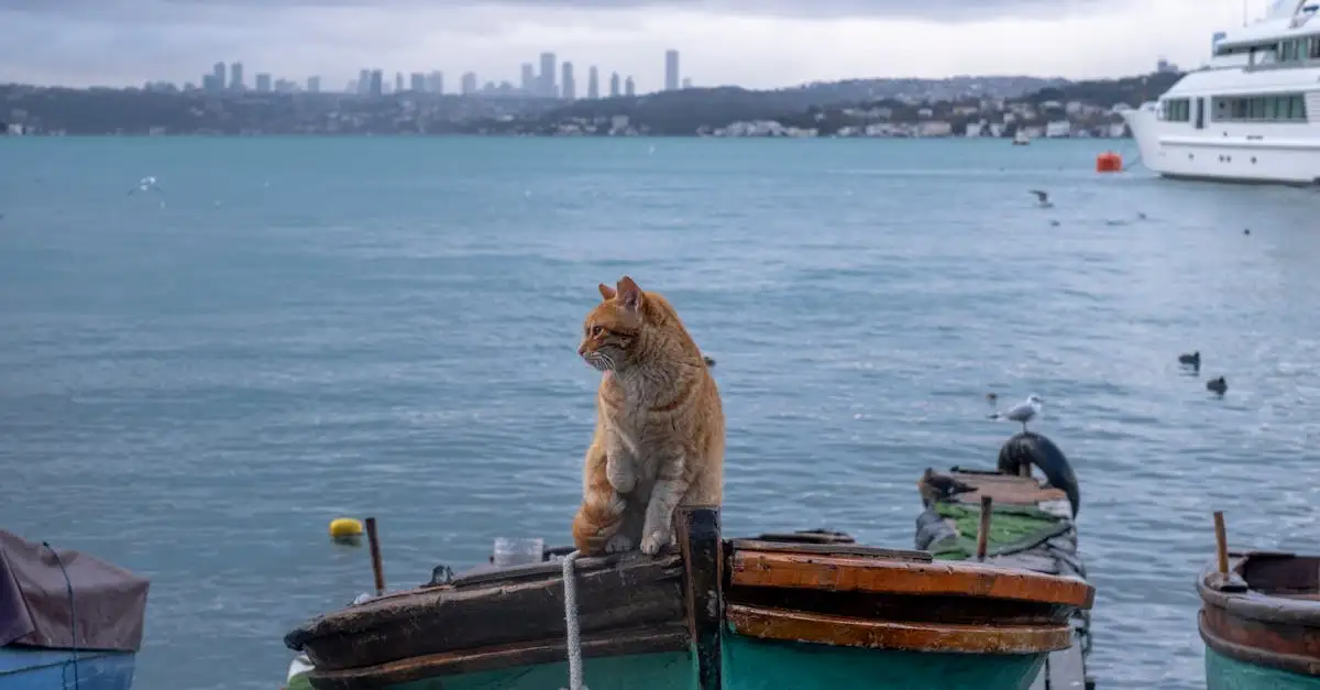 Quel rôle jouaient les chats sur les navires médiévaux ?