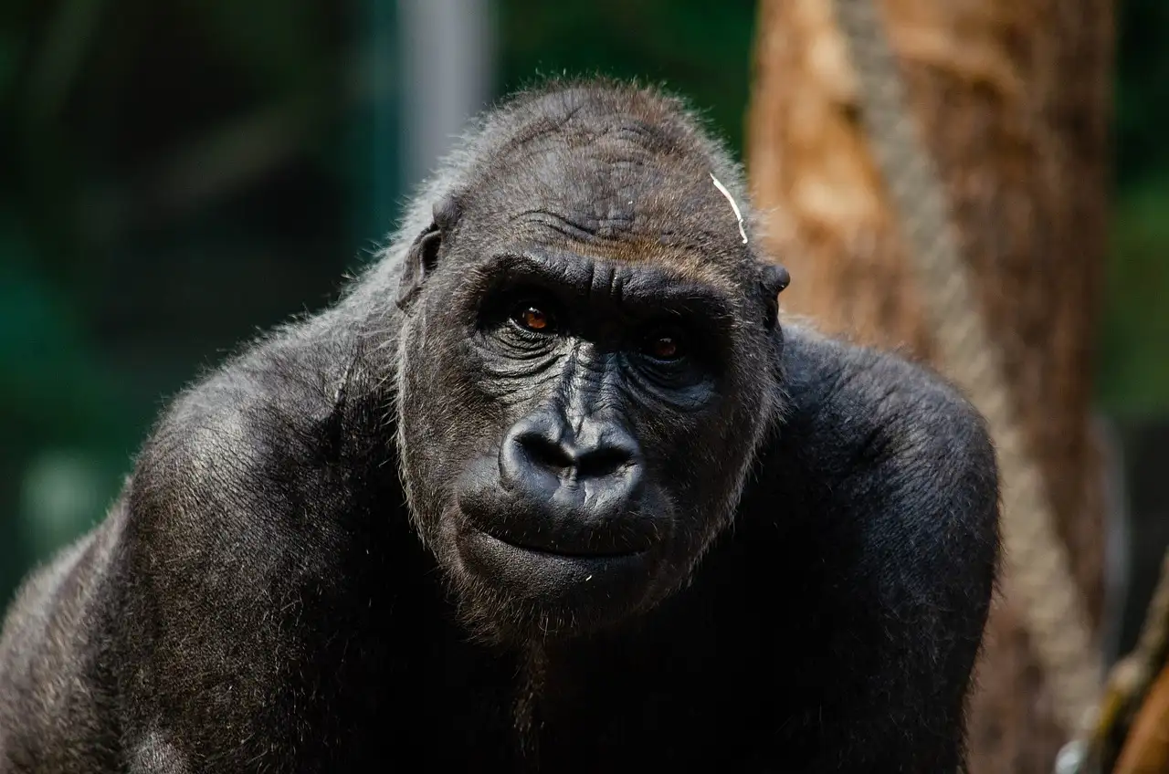 Quelle chaîne de montagnes en Afrique abrite les gorilles ?