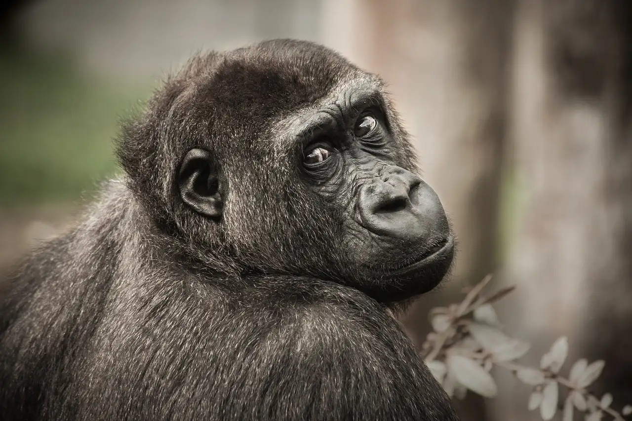Quelle chaîne de montagnes en Afrique abrite les gorilles ?