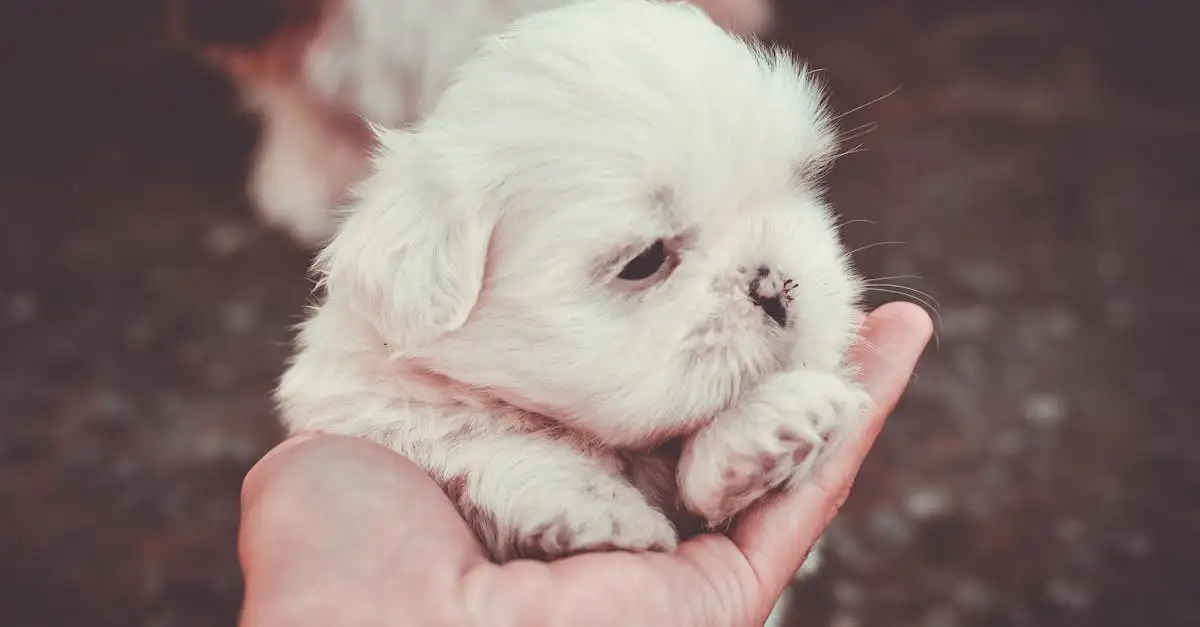 Quelle est la signification du chien en astrologie chinoise ?