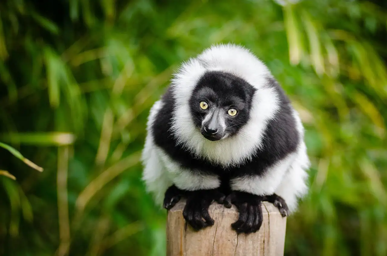 Quelles sont les 3 attractions incontournables à Madagascar ?