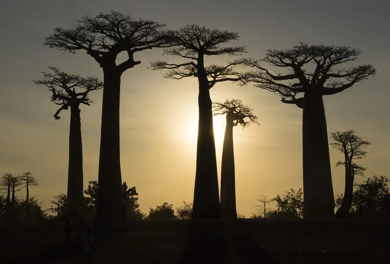 Quelles sont les 3 attractions incontournables à Madagascar ?