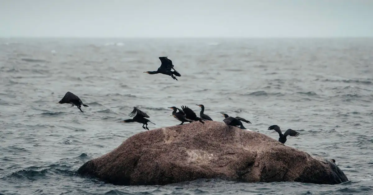 Quelles sont les caractéristiques des oiseaux plongeurs ?