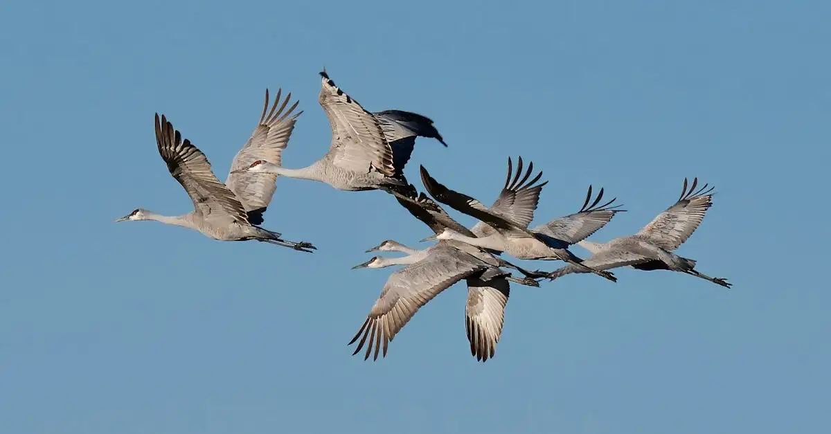 Quels oiseaux construisent des arènes de parade comme les priès ?