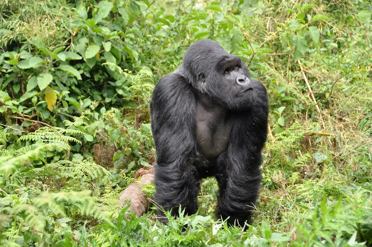 Quels sont les atouts incontournables de Kigali, Rwanda ?