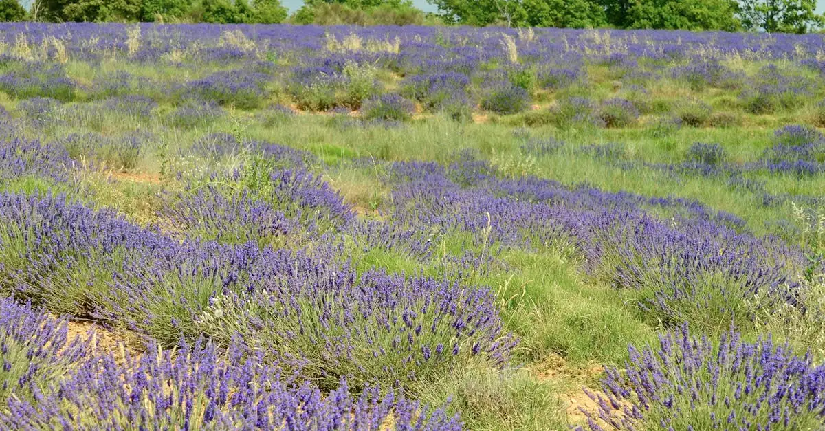 Qu'est-ce que le Parc Régional du Luberon et ses lavandes ?