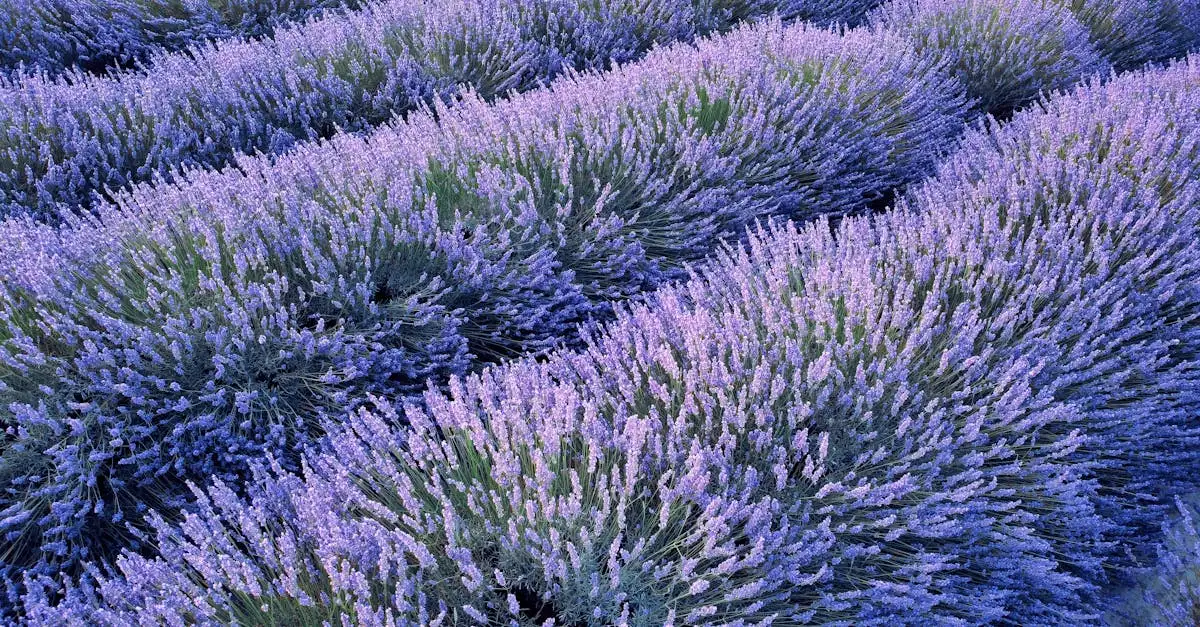 Qu'est-ce que le Parc Régional du Luberon et ses lavandes ?