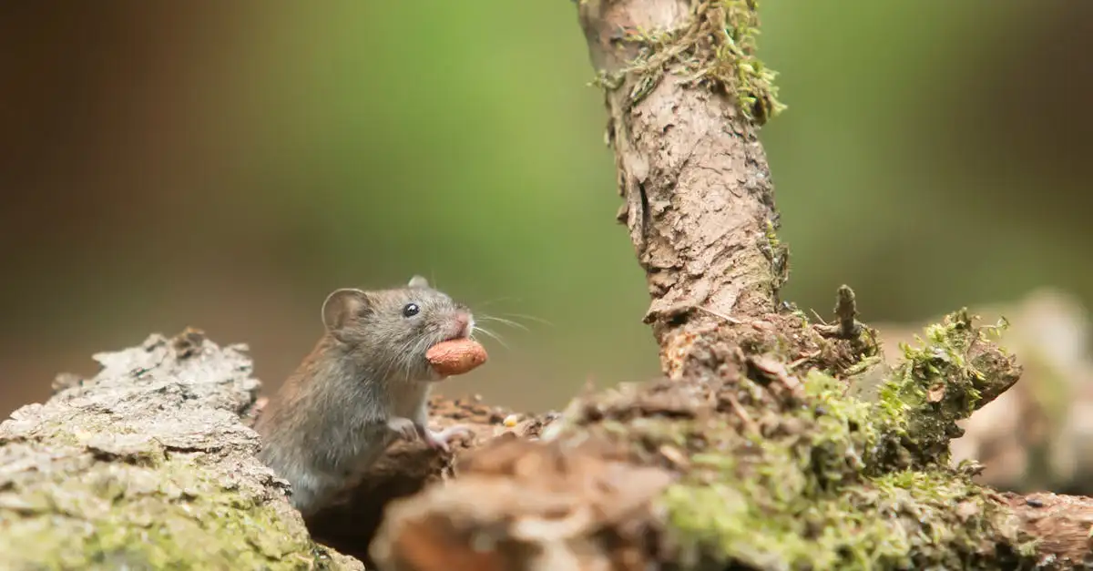 Comment éviter que les souris passent par des petits trous ?