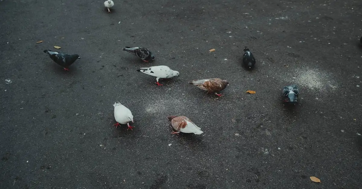 Comment la forme du bec aide-t-elle les oiseaux à se nourrir ?