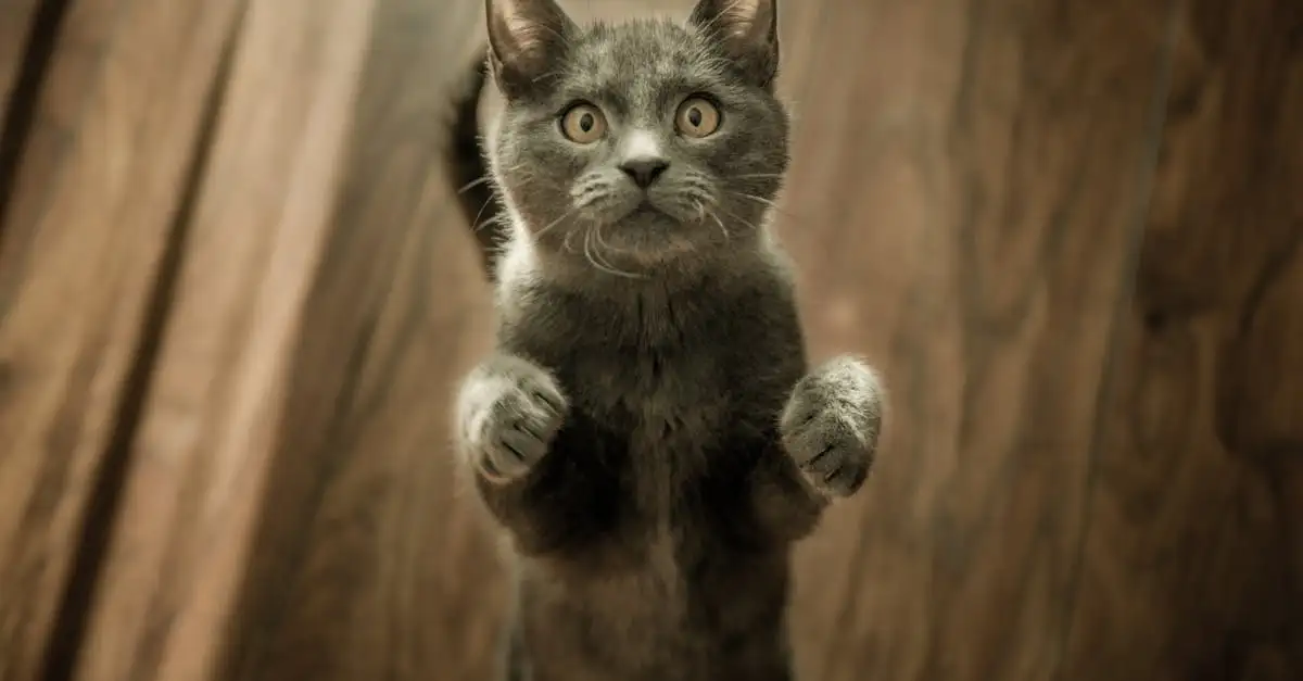 Comment les chats réagissent-ils aux autres animaux de compagnie ?