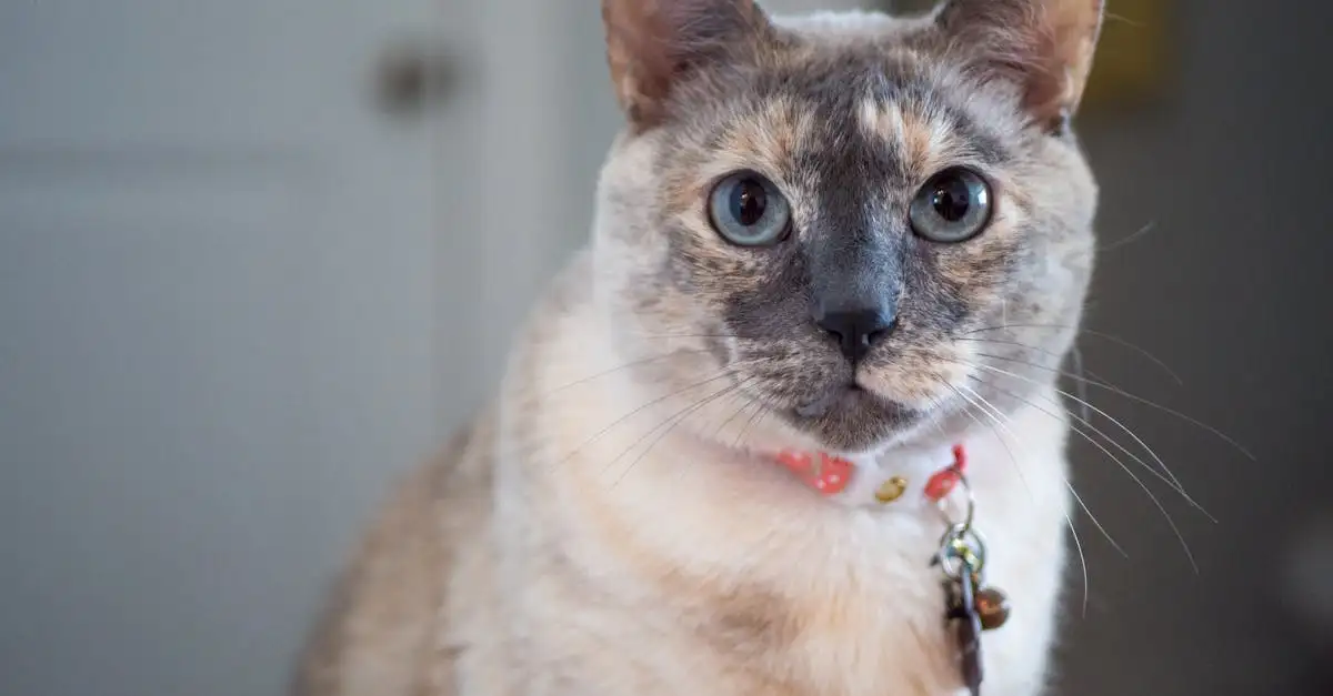 Comment les chats réduisent-ils le stress chez les humains ?