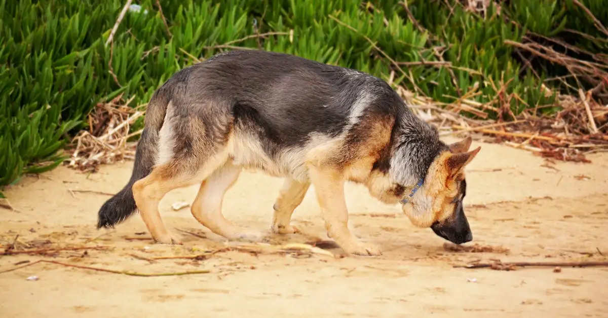 Comment les chiens aident-ils la recherche sur l'évolution ?