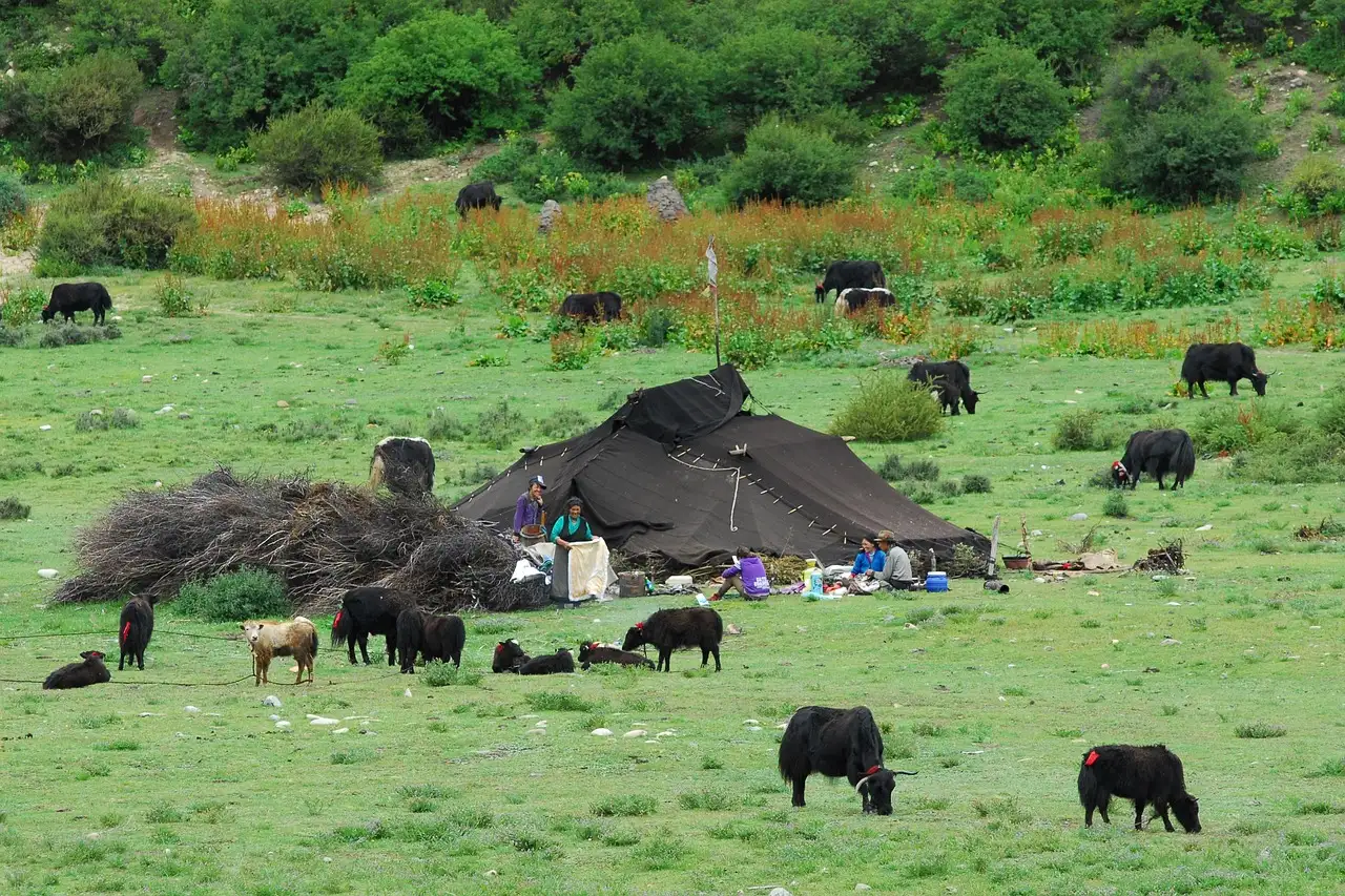 Comment les chiens ont-ils soutenu les nomades primitifs ?