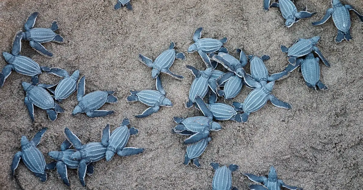 Comment les tortues se défendent-elles contre les prédateurs ?