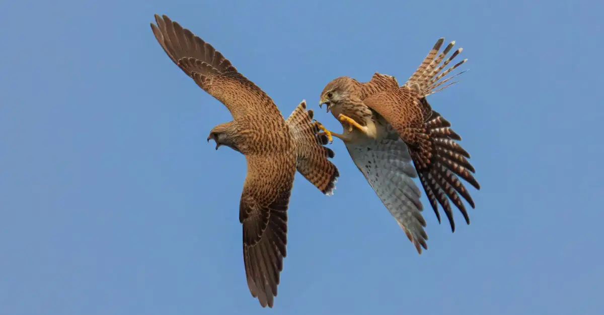 Comment l'homme a-t-il pratiqué la fauconnerie avec les oiseaux ?