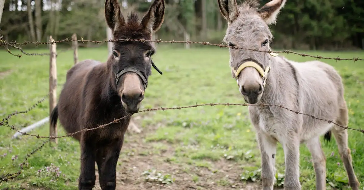 Les chevaux et ânes : premiers moyens de transport ?