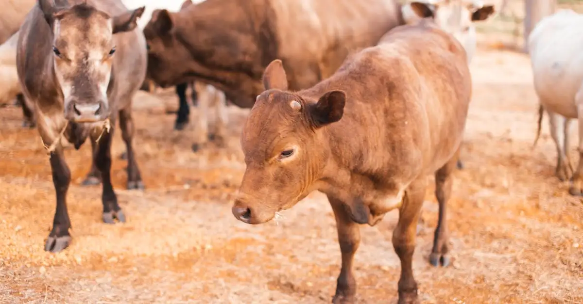 Les vaches se reconnaissent-elles entre elles ? Découvrez !