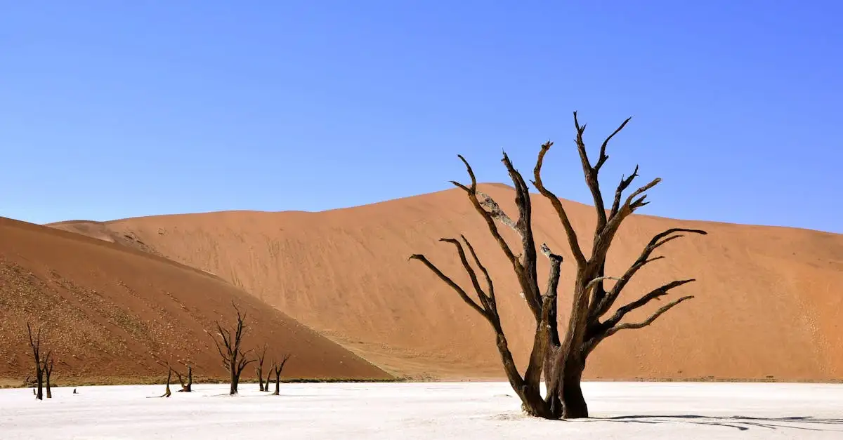 Où découvrir les célèbres dunes du désert de Namib ?