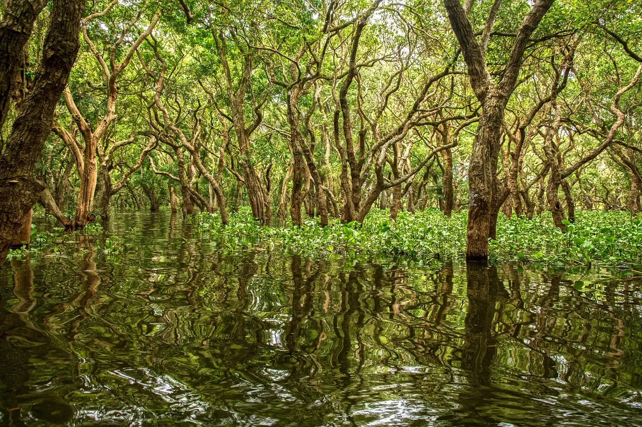 Où pratiquer le kayak dans les mangroves d'Ometepe ?