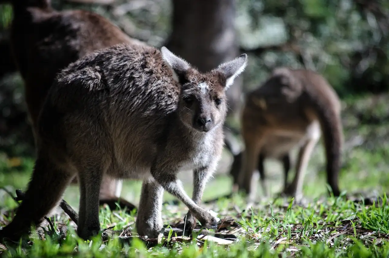 Pourquoi la puissance de saut des kangourous est-elle unique ?
