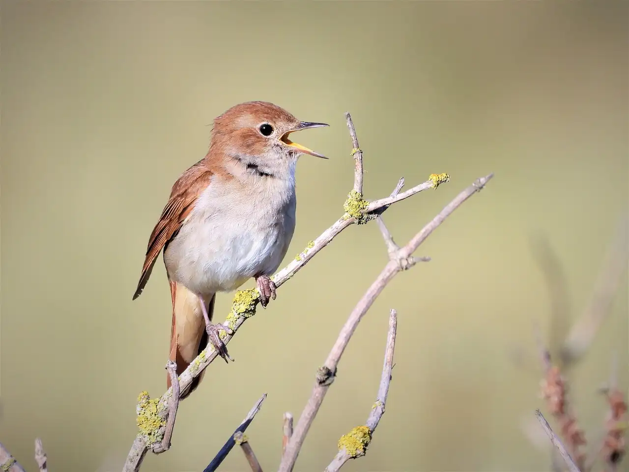 Pourquoi le chant du rossignol est-il si unique ?