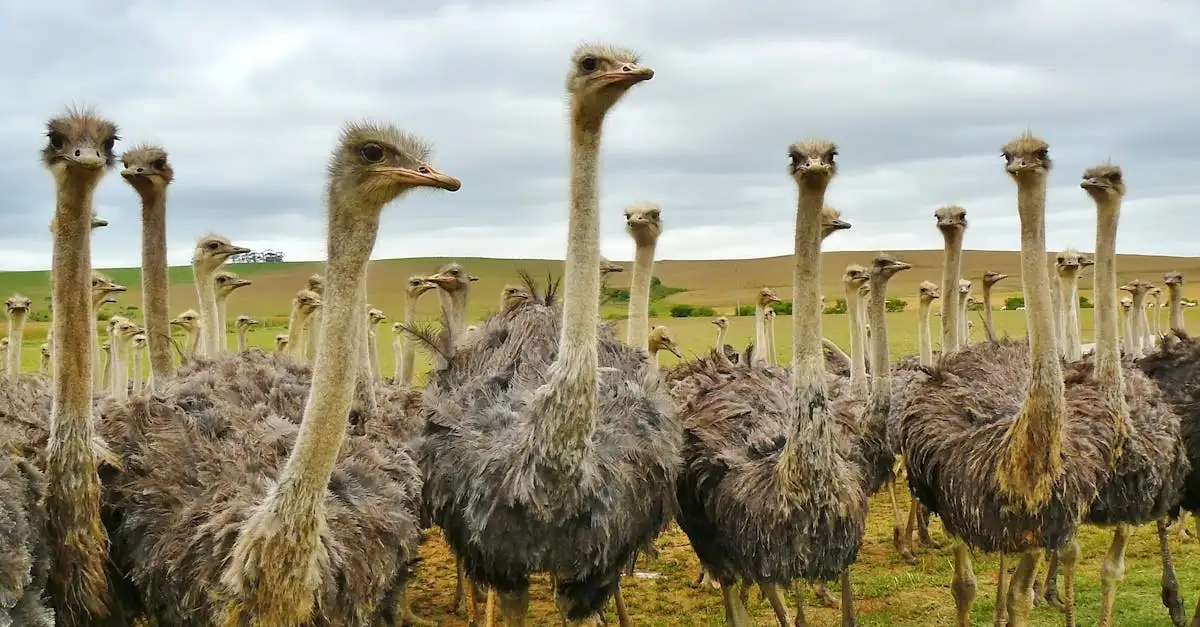 Pourquoi les autruches sont-elles les plus grandes oiseaux du monde ?