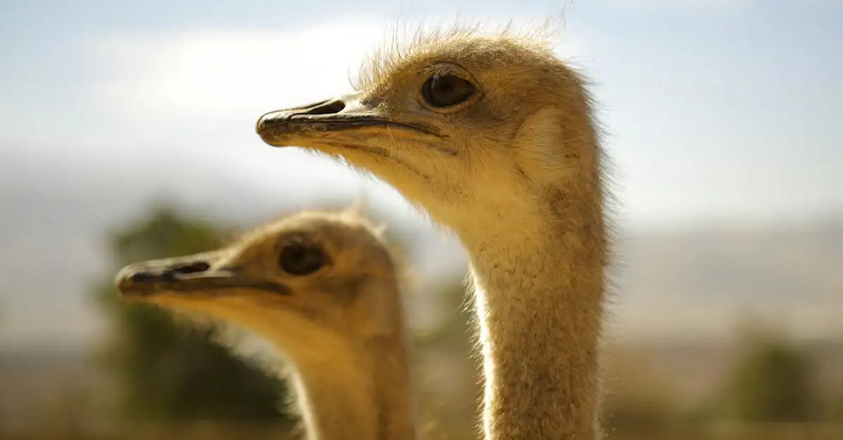 Pourquoi les autruches sont-elles les plus grandes oiseaux du monde ?
