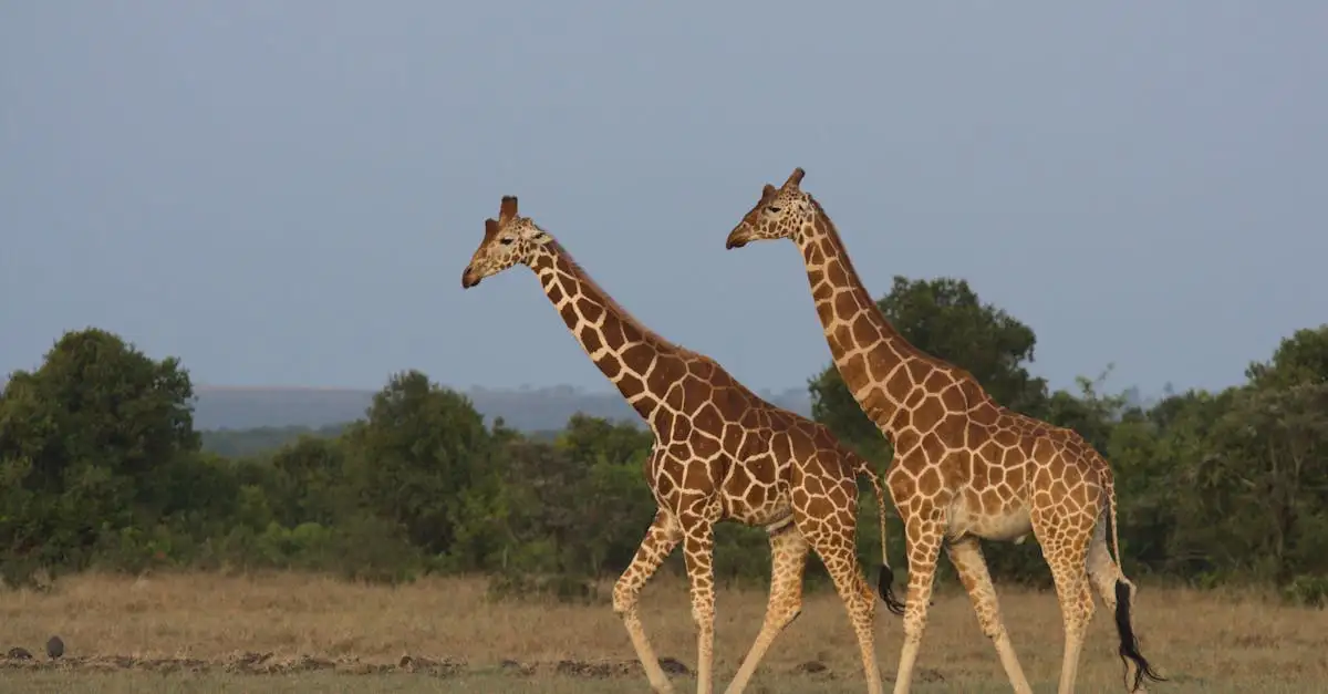 Pourquoi les girafes ont-elles un long cou ? Explications ici !