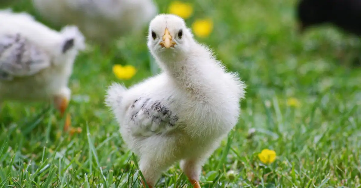 Pourquoi les poules sont-elles si prisées comme animaux de compagnie ?