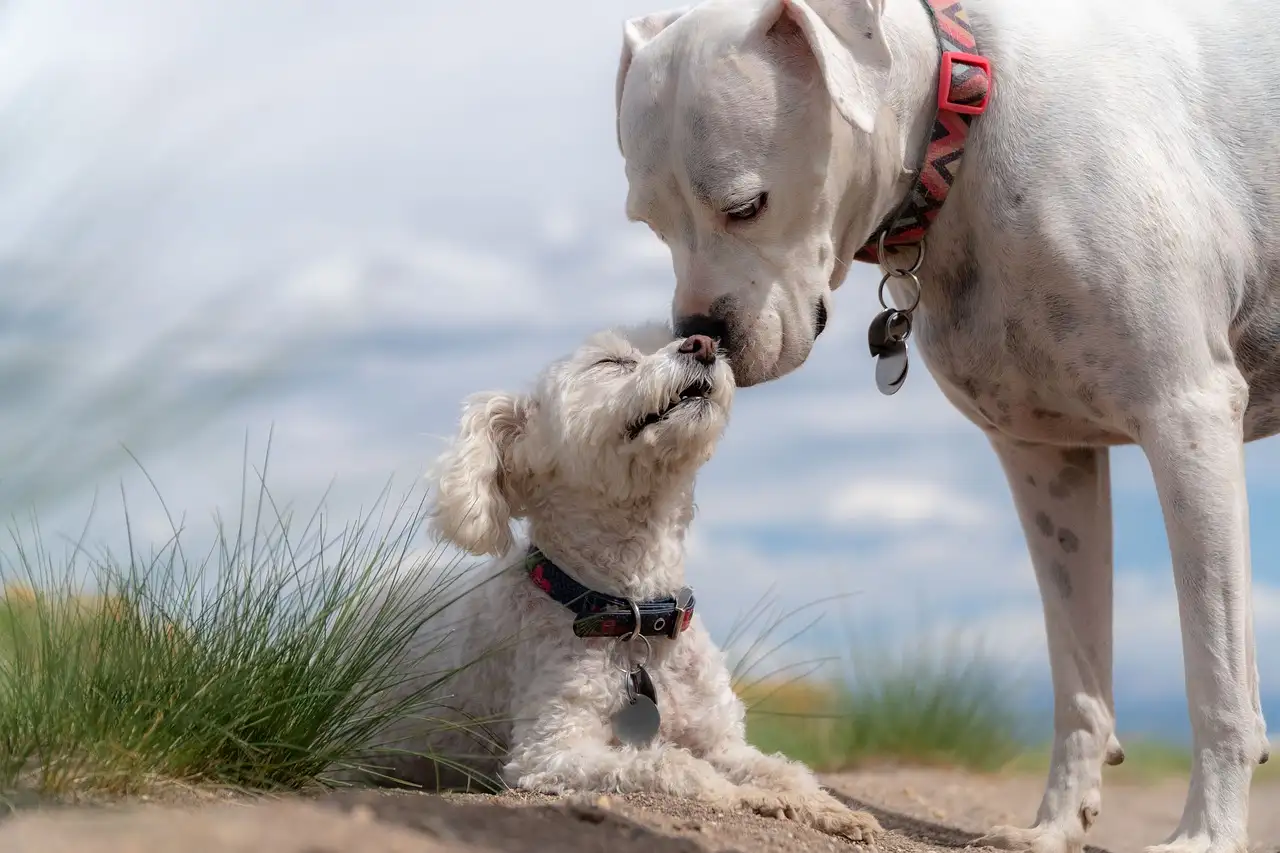 Pourquoi l'exercice régulier est-il essentiel pour les chiens ?
