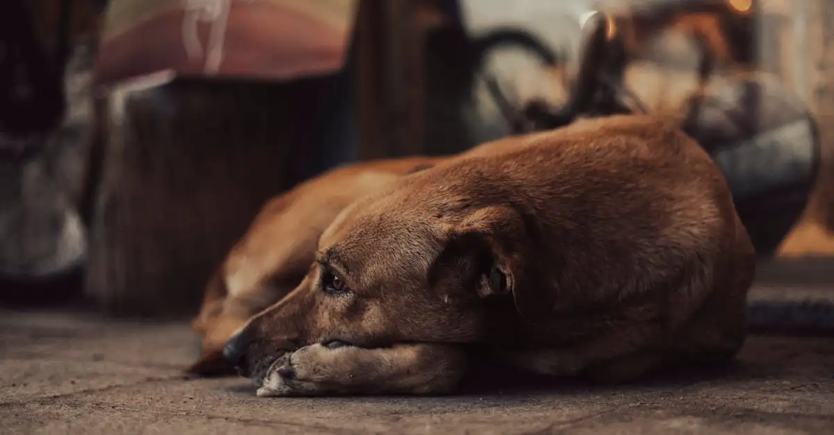 Que symbolisaient les chiens dans l'Égypte ancienne ?