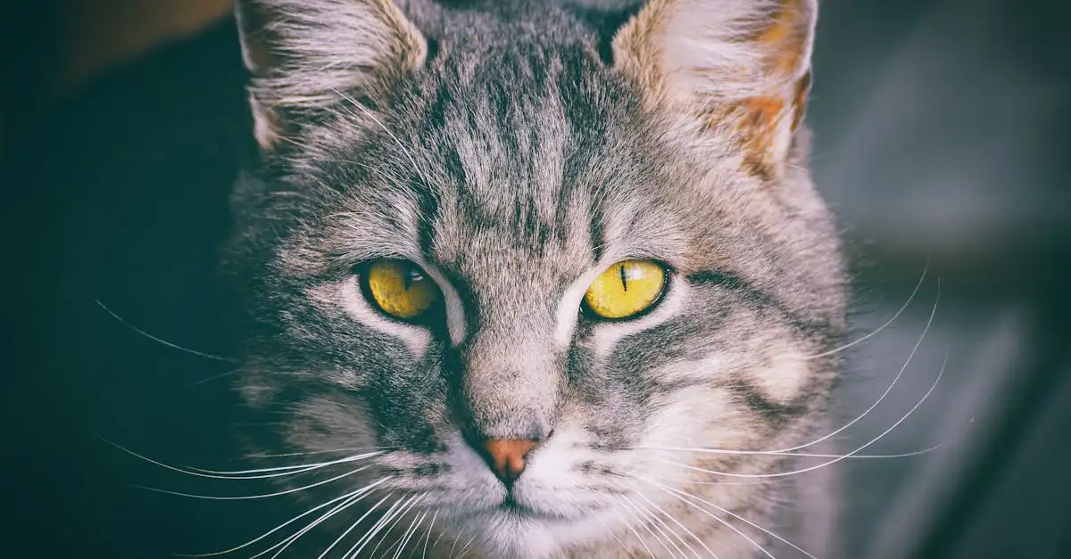 Quel est le nom scientifique du chat domestique ?