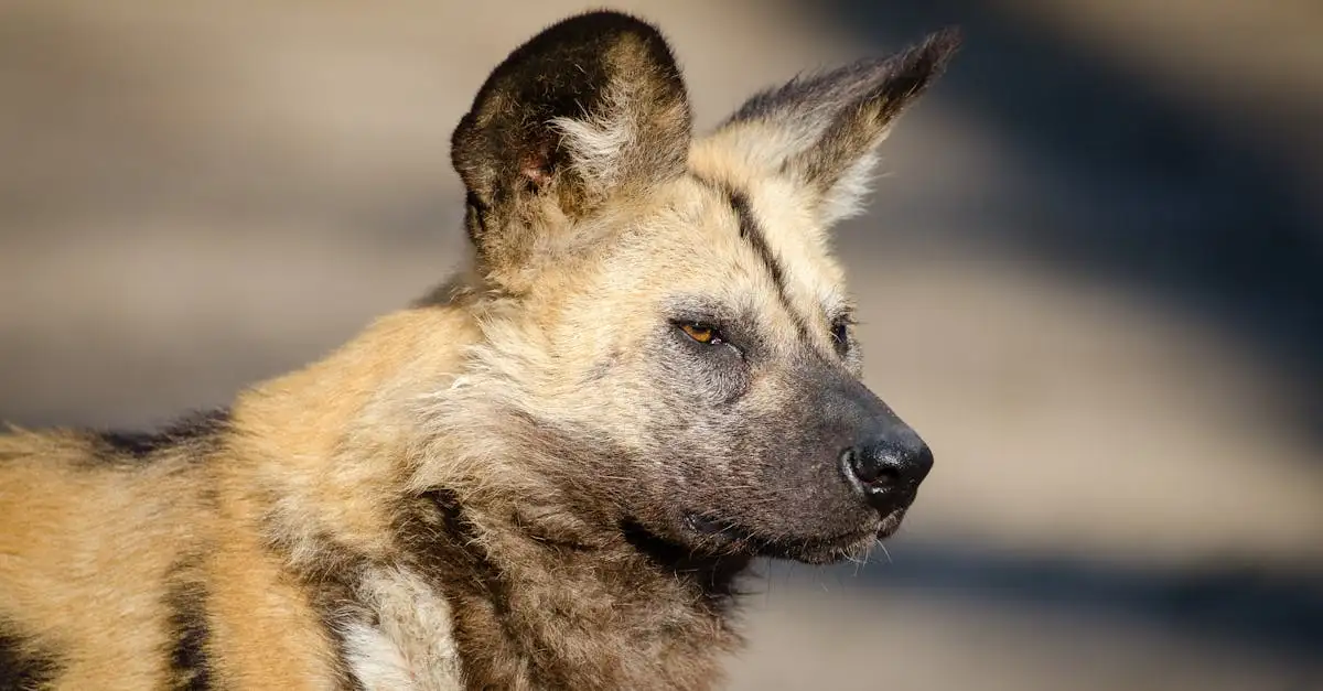 Quel est le rôle du chien sauvage africain dans l'écosystème ?