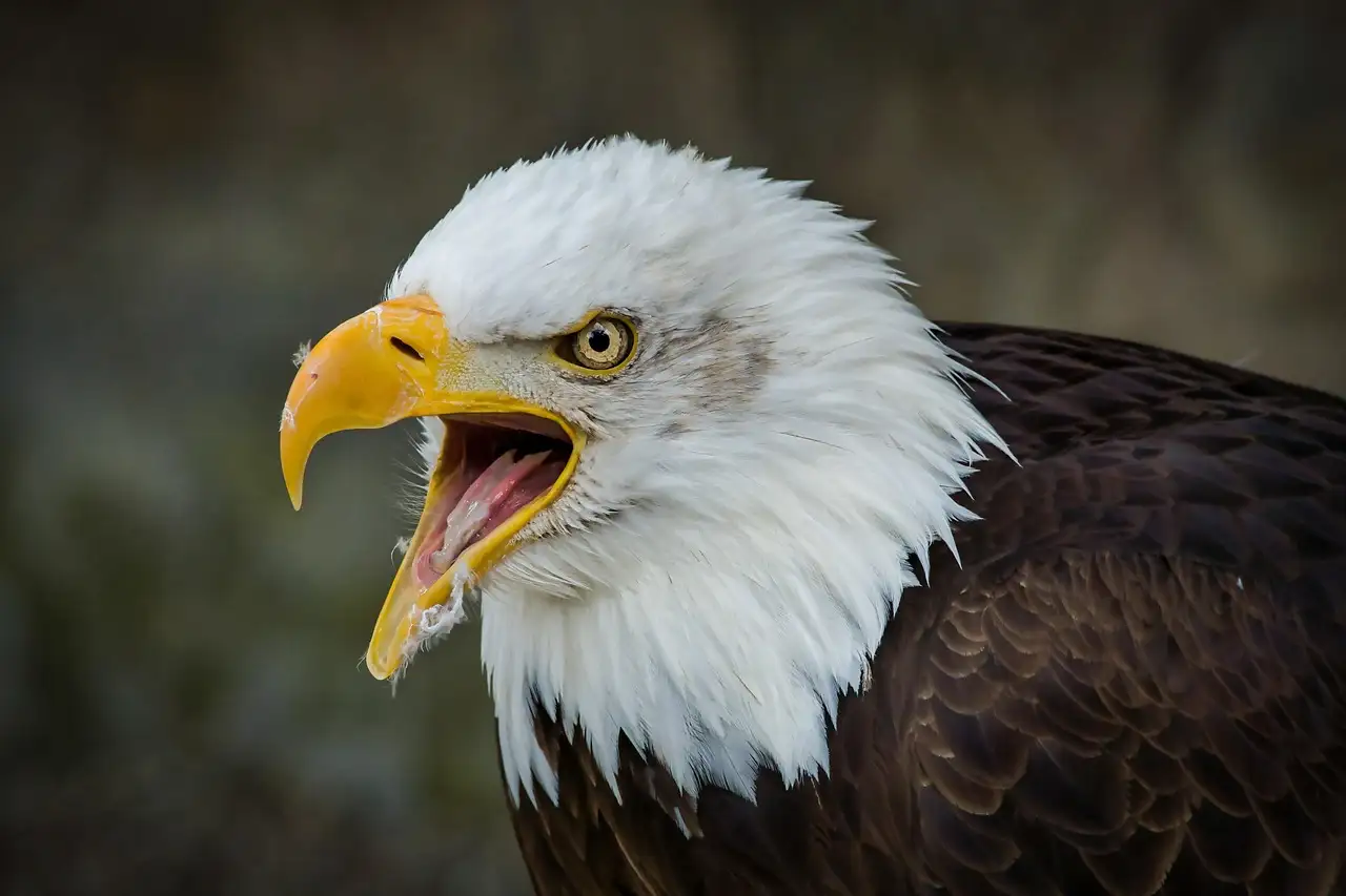 Quelle est la signification de l'aigle dans cette culture ?