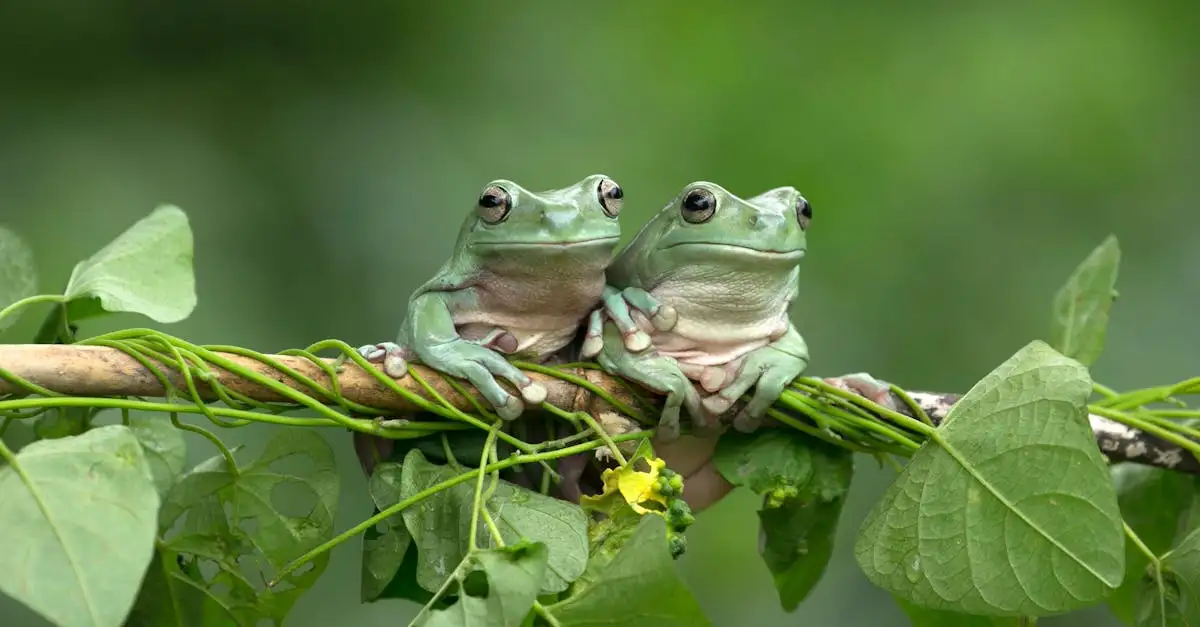 Quelle région d'Australie abrite des forêts tropicales ?