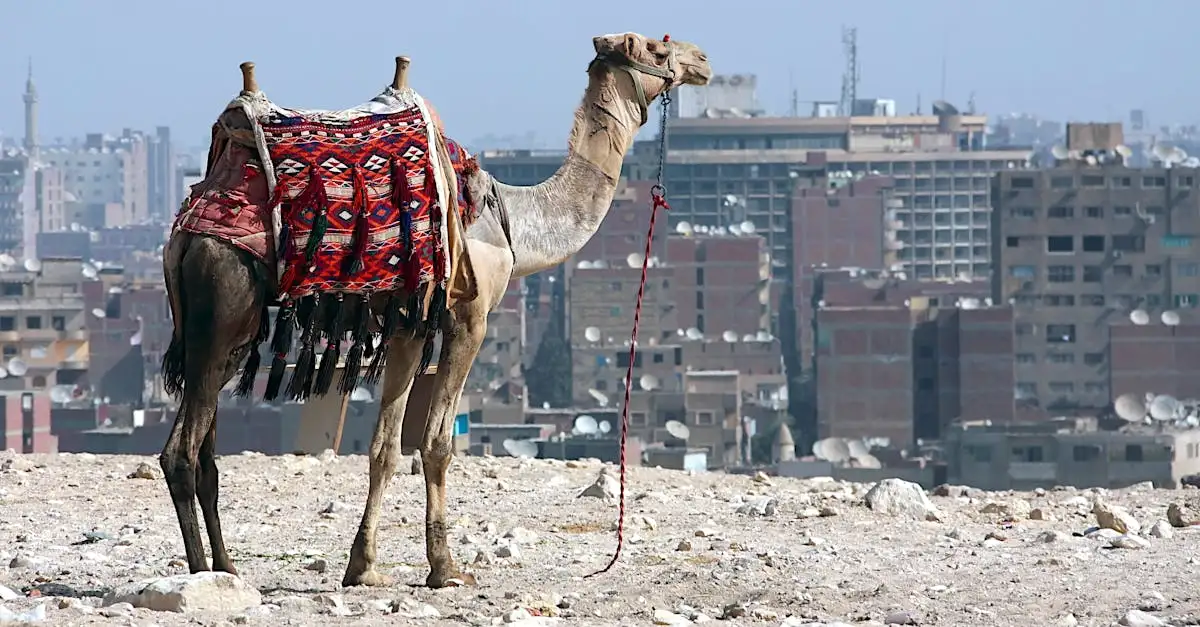 Quelle ville est située près des pyramides de Gizeh ?