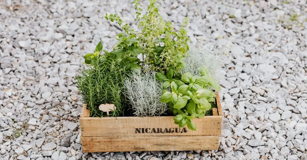 Quelles sont les 3 spécialités culinaires du Nicaragua ?