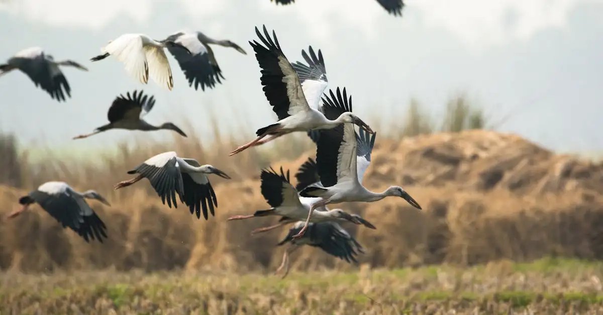 Quelles technologies aident à suivre la migration des oiseaux ?