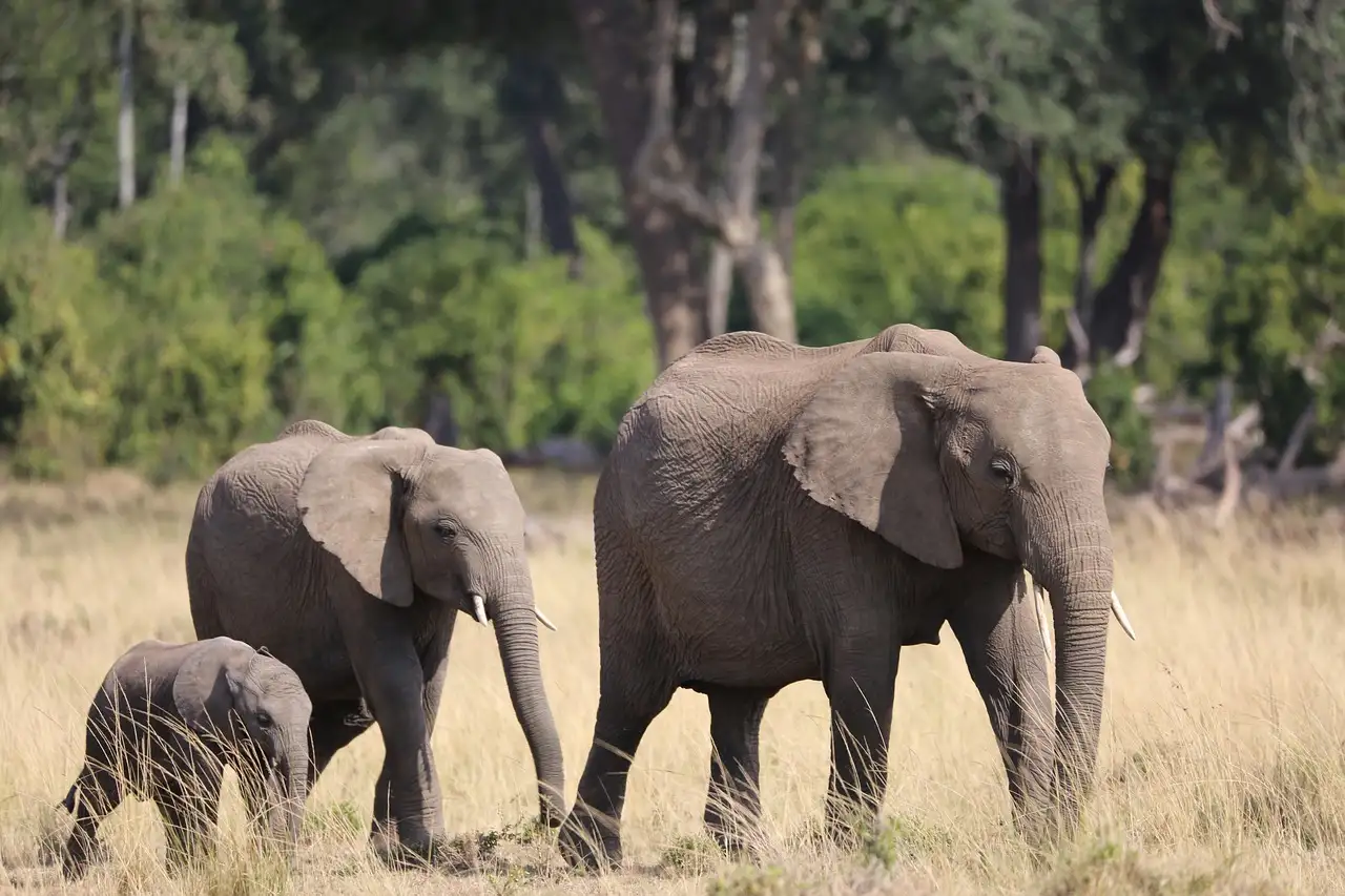 Qu'est-ce que la Maasai Mara, zone de safari au Kenya ?