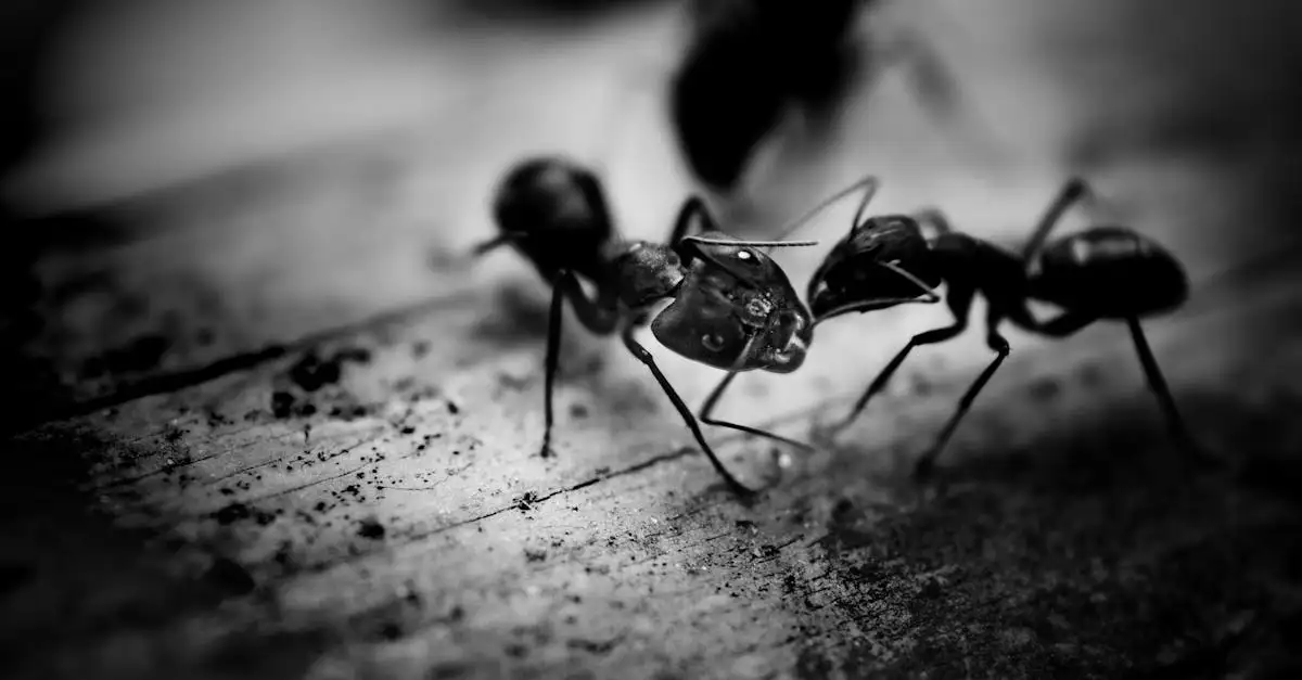 Qu'est-ce qui rend la structure sociale des fourmis unique ?
