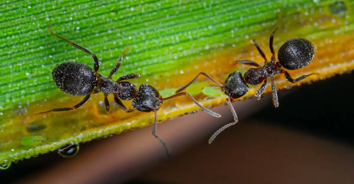 Qu'est-ce qui rend la structure sociale des fourmis unique ?