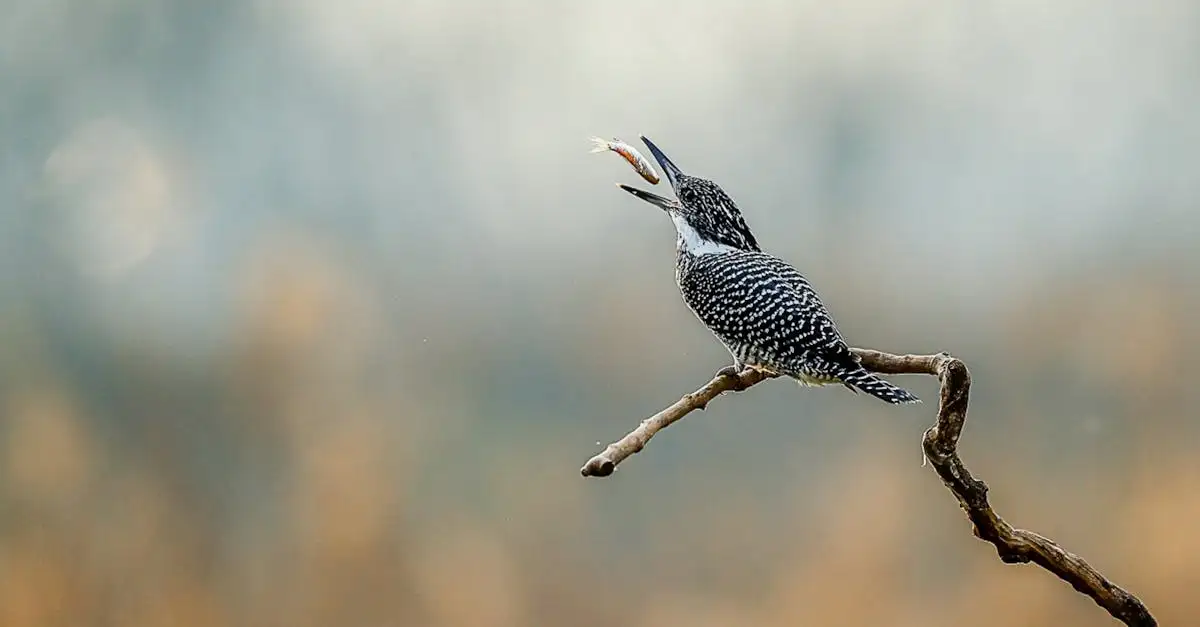 Comment les martins-pêcheurs attrapent-ils leurs proies ?